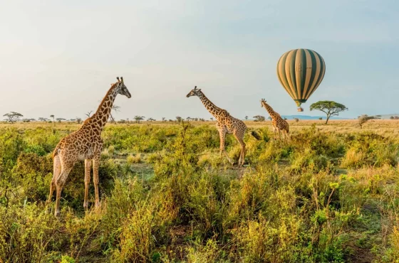 Two Countries, One Epic Safari, Discover Kenya and Tanzania’s Wild Heart