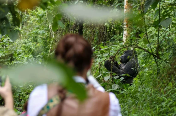 Rwanda Gorilla Trekking Stole My Heart