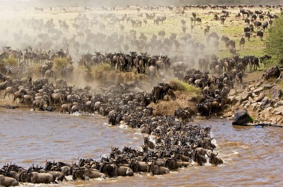 Great Migration Tanzania Best Time to Visit in a Luxury way