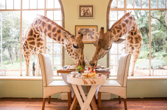 Journey Through the Giraffe Manor Travel Package with Safari