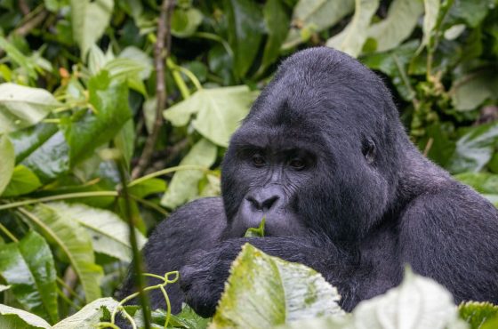 Uganda and Rwanda Gorilla Trekking Journey