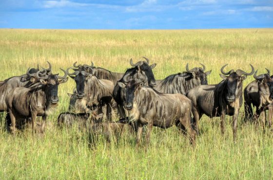 The Legacy of the Land: Kenya and Tanzania Great Migration Safari
