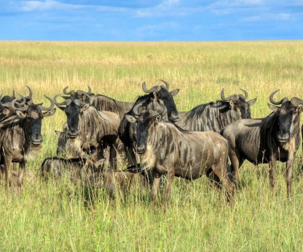 The Legacy of the Land: Kenya and Tanzania Great Migration Safari