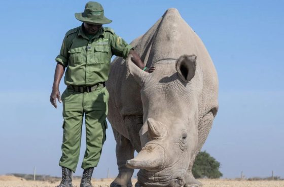 The Royal Safari and Conservation: Kenya’s Finest with Giraffe Manor