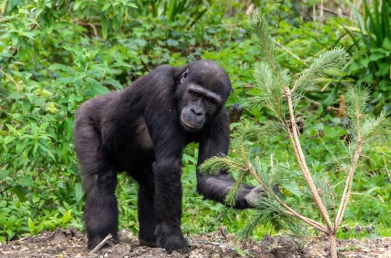 Rwanda and Tanzania Gorilla Trekking and Safari