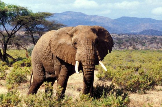 Wild Elegance: Enjoy the Journey through Kenya’s iconic Wilderness