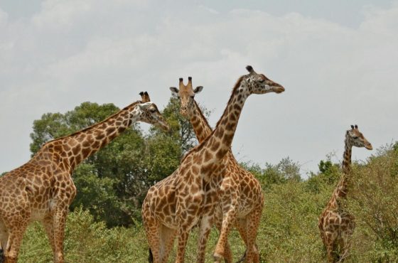 Wild Wonders of East Africa: Kenya, Tanzania and Rwanda