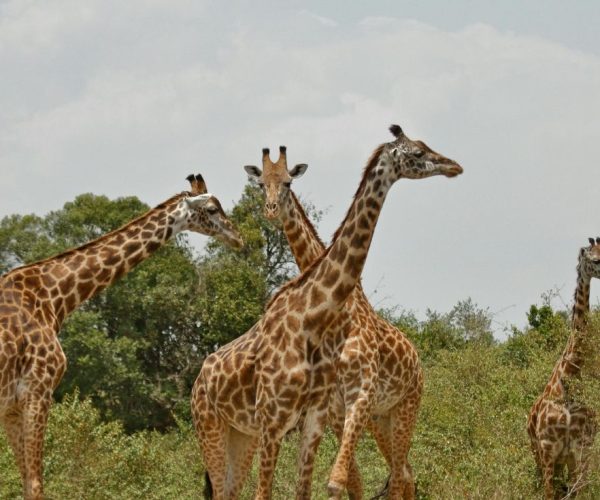 Wild Wonders of East Africa: Kenya, Tanzania and Rwanda