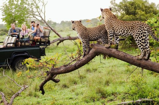 Soul of South Africa: A Journey of Taste, Culture and Safari Splendor