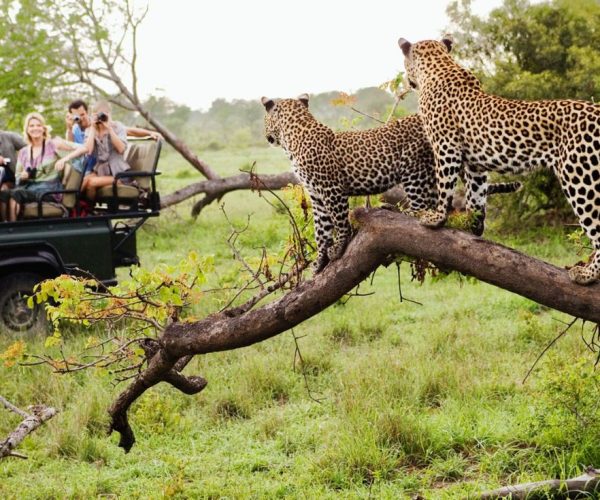 Soul of South Africa: A Journey of Taste, Culture and Safari Splendor