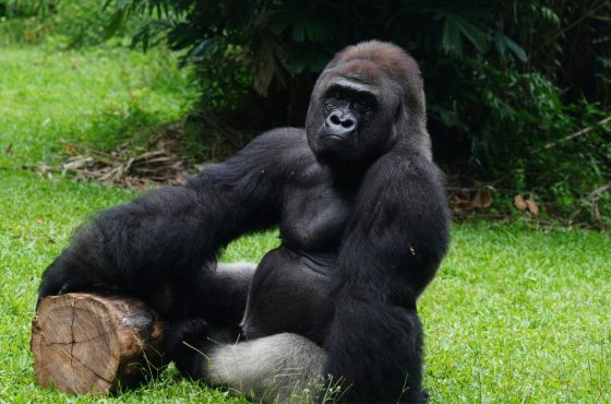 3-Days Majestic Rwanda Gorilla Trek Experience