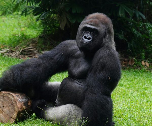 3-Days Majestic Rwanda Gorilla Trek Experience