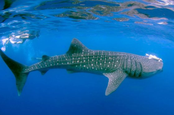 3-Days Whale Sharks Trip to Mafia Island