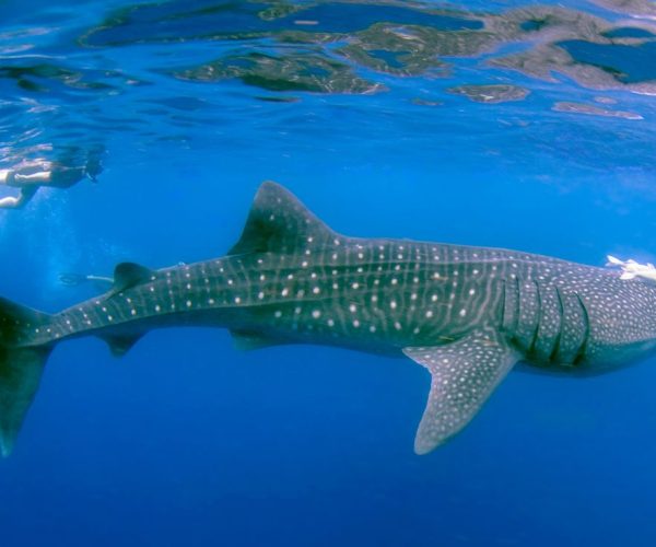 3-Days Whale Sharks Trip to Mafia Island