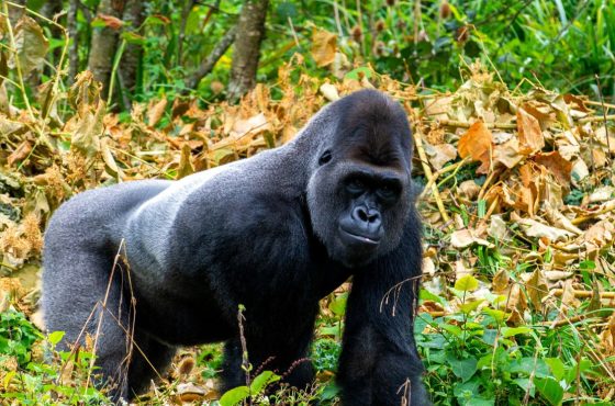 3-Days The Ultimate Bwindi Gorilla Adventure