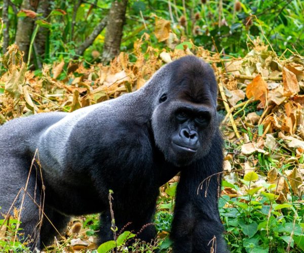 3-Days The Ultimate Bwindi Gorilla Adventure