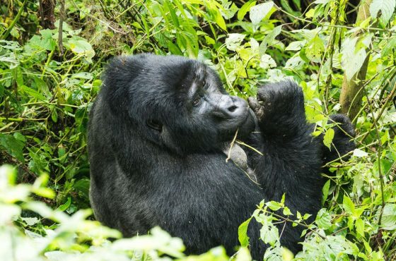 4-Days Gombe In-Depth Chimpanzee Safari Lake Tanganyika
