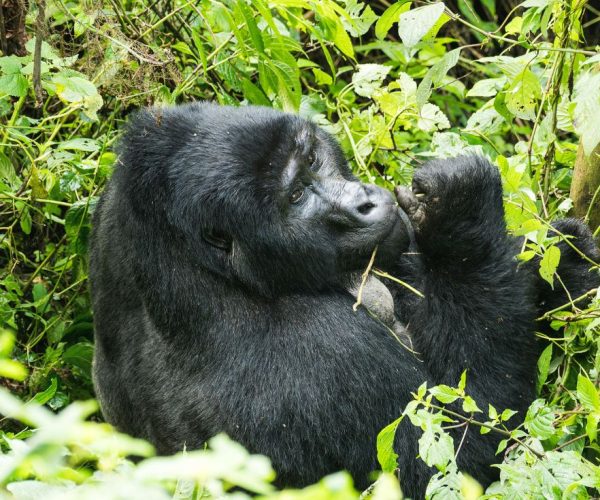 4-Days Gombe In-Depth Chimpanzee Safari Lake Tanganyika