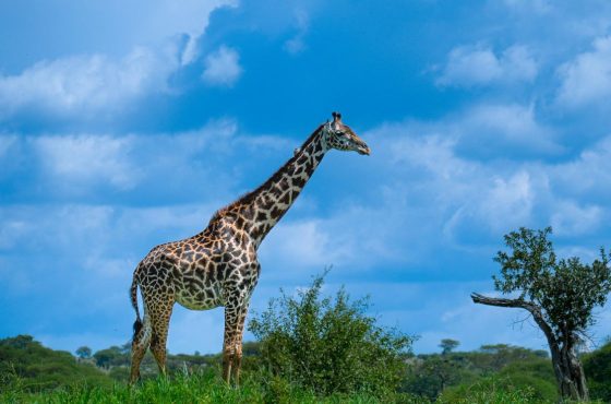 4-Days South Luangwa Luxury Wildlife Escape