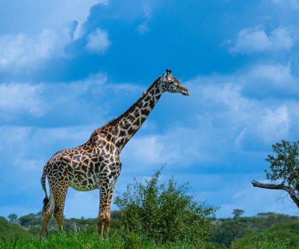 4-Days South Luangwa Luxury Wildlife Escape