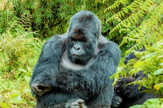 4-Days Rwanda Majestic Gorillas & Scenic Lake Tour