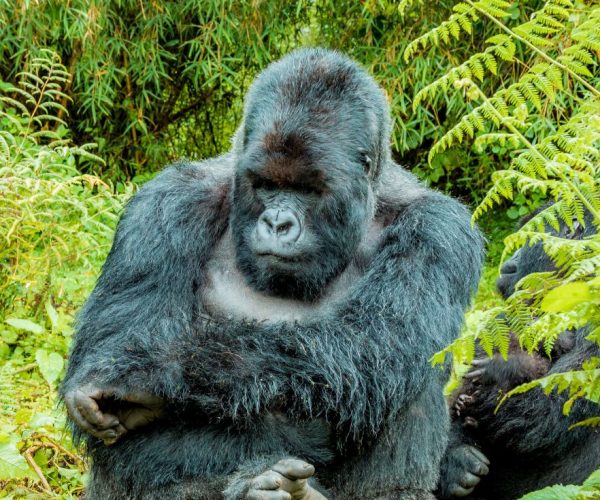4-Days Rwanda Majestic Gorillas & Scenic Lake Tour