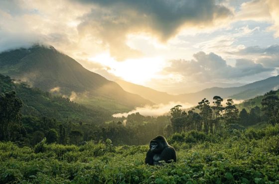 5-Days Queen Elizabeth Wildlife & Gorilla Trekking Adventure