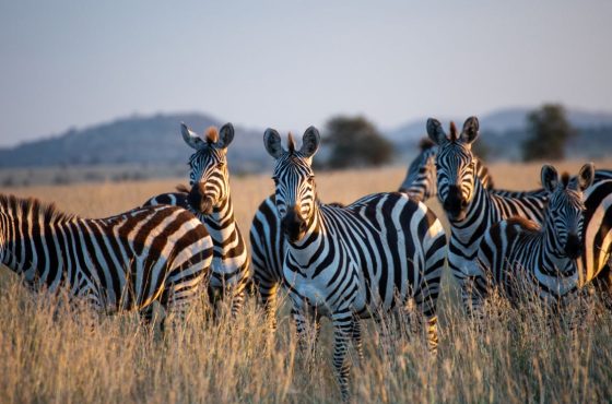 5-Days Northern Tanzania Wildlife & Crater Expedition