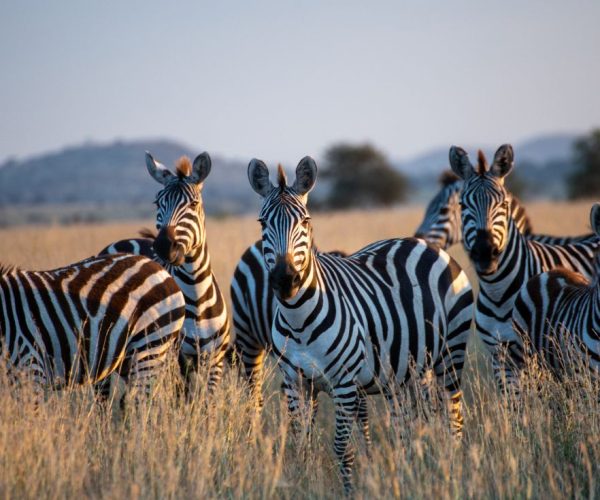 5-Days Northern Tanzania Wildlife & Crater Expedition
