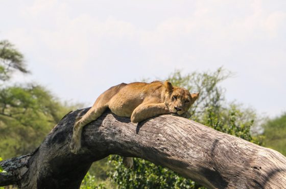 4-Days Western Serengeti Migration & Ngorongoro Crater Explorer