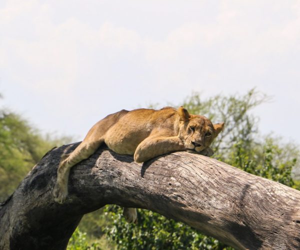 4-Days Western Serengeti Migration & Ngorongoro Crater Explorer