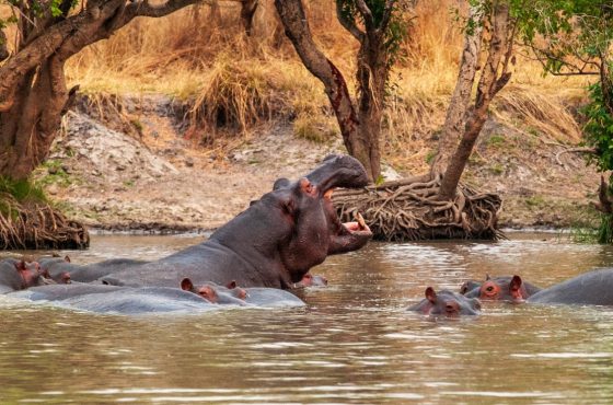 5-Days Fly in Luxury Kafue Wilderness Escape