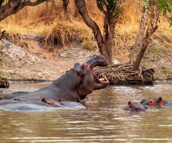 5-Days Fly in Luxury Kafue Wilderness Escape