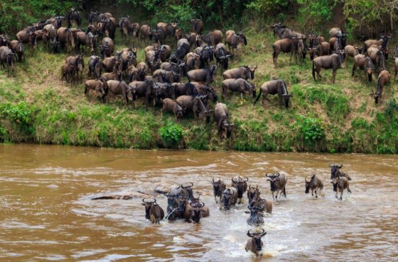 5-Days Following the Great Migration Mara River & Ngorongoro