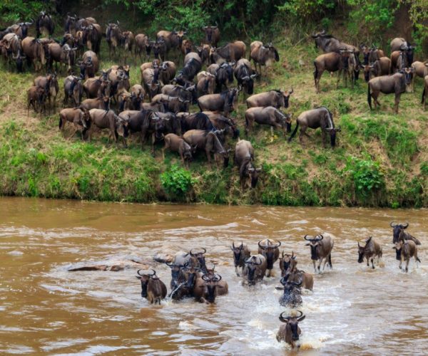 5-Days Following the Great Migration Mara River & Ngorongoro