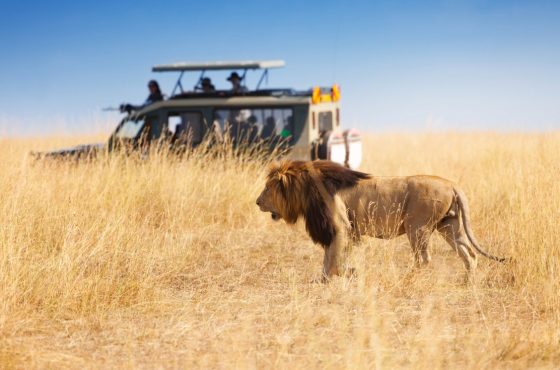 The Royal Kenya Wildlife Experience Amboseli, Lake Naivasha and Masai Mara