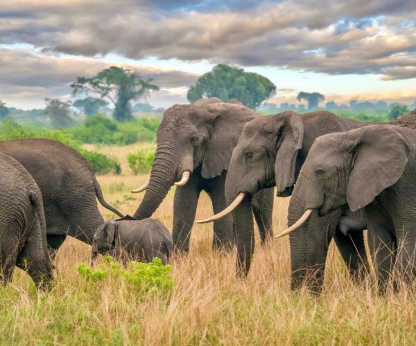 8-Day Pearl of Africa Queen Elizabeth, Bwindi & Lake Bunyonyi Escape