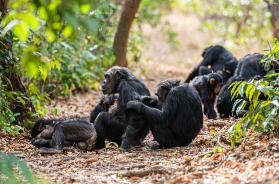 9-Days Chimpanzee & Lakes Adventure Safari to Gombe & Mahale