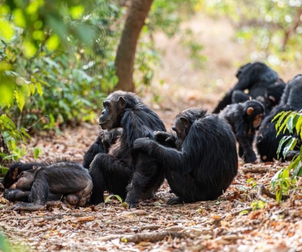9-Days Chimpanzee & Lakes Adventure Safari to Gombe & Mahale