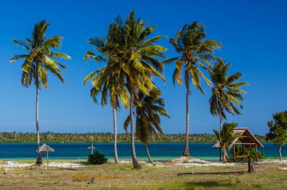 10 Days Luxury Southern Circuit Safari with Mafia Island Bliss