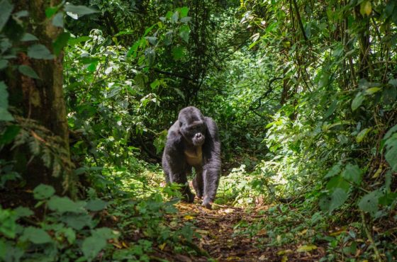 14-Days The Pearl of Africa Wildlife & Primate Safari