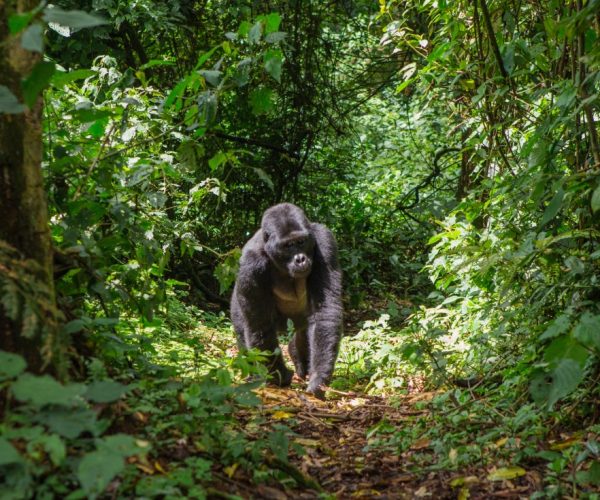 14-Days The Pearl of Africa Wildlife & Primate Safari