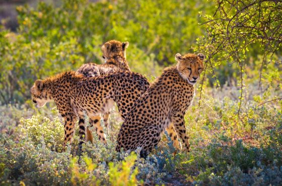 14-Day Crown Jewels of Africa Safari Masai Mara & Serengeti