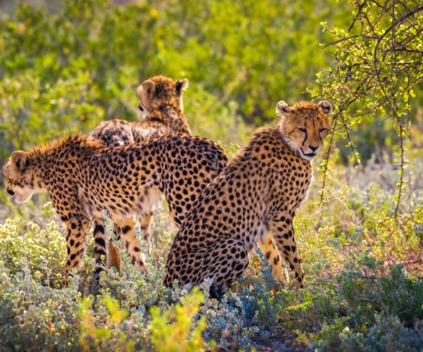 14-Day Crown Jewels of Africa Safari Masai Mara & Serengeti