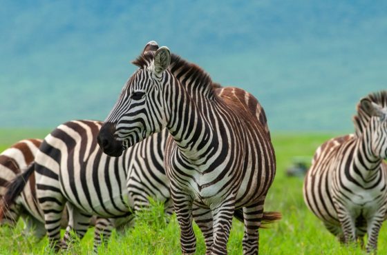 14-Days Savannah Wildlife Safari and Zanzibar Beach Leisure