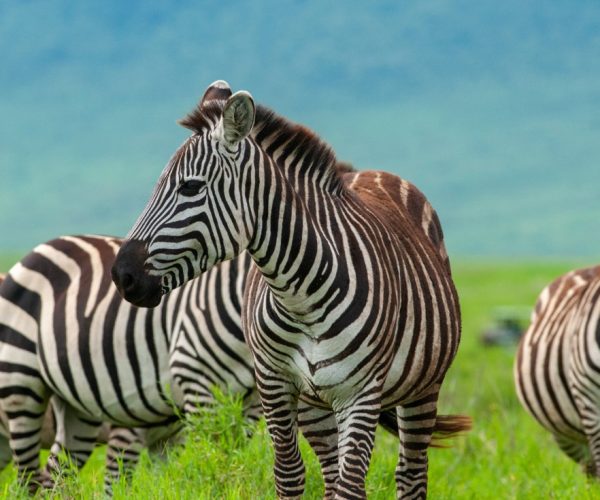 14-Days Savannah Wildlife Safari and Zanzibar Beach Leisure