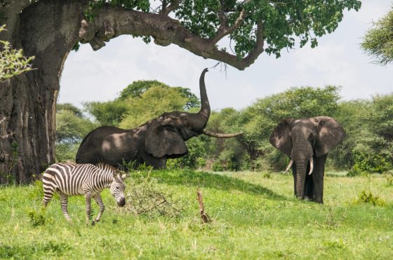 17 Days Jewel of Africa Safari Kenya, Uganda & Tanzania
