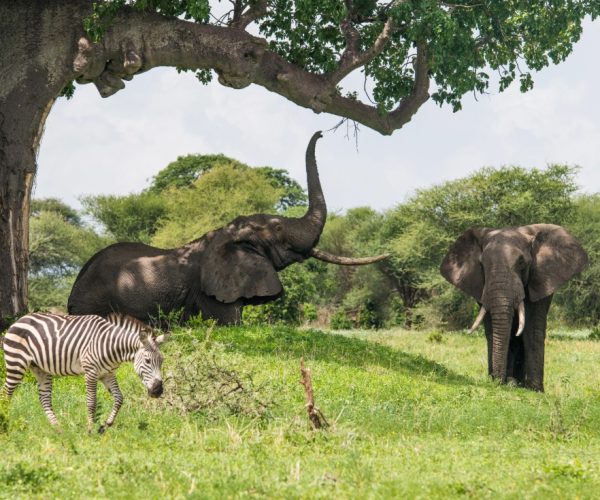 17 Days Jewel of Africa Safari Kenya, Uganda & Tanzania