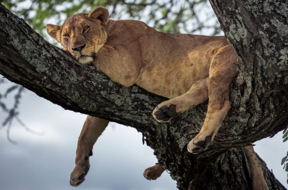 16-Days Luxury African Odyssey Expedition Kenya, Tanzania & Zanzibar