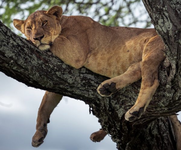 16-Days Luxury African Odyssey Expedition Kenya, Tanzania & Zanzibar